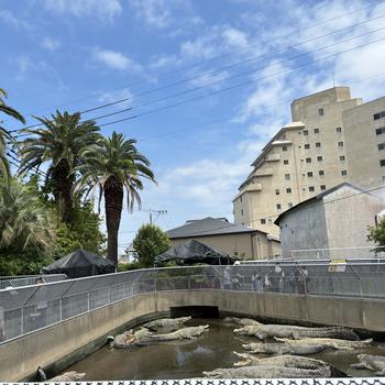 Oniyama Jigoku and the crocodiles living there.